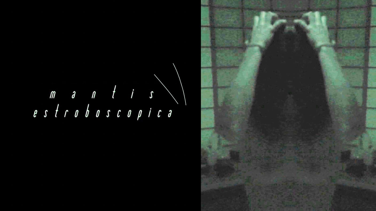 Mantis estroboscópica