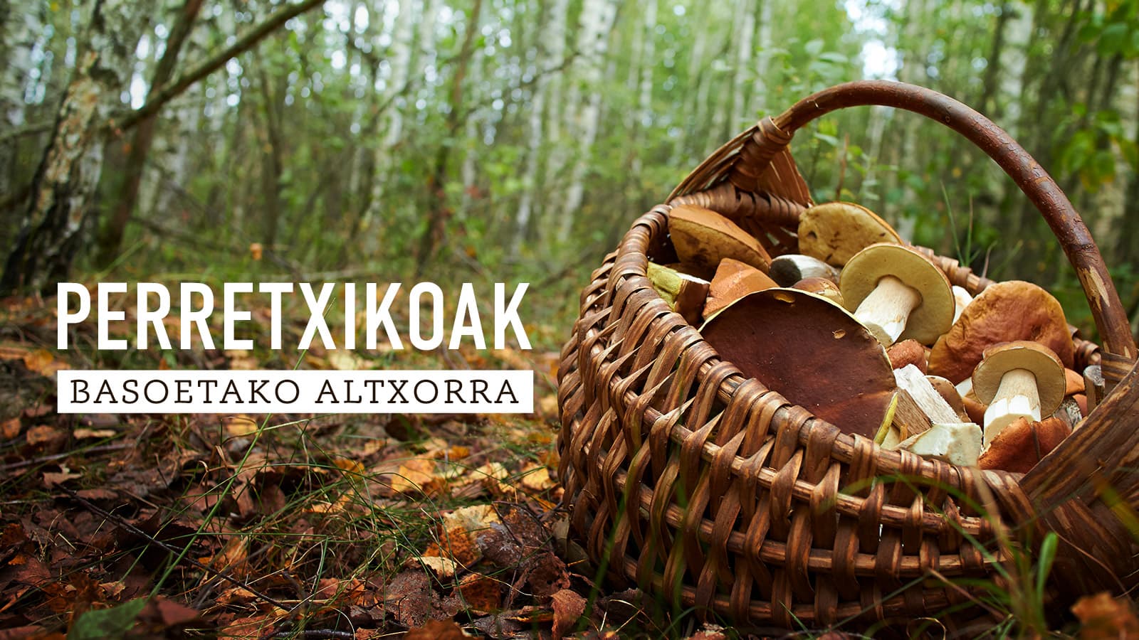 Perretxikuak. Basoetako altxorra