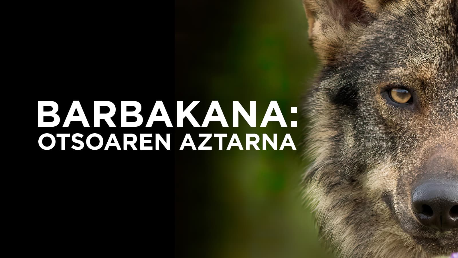 Barbakana, otsoaren aztarna