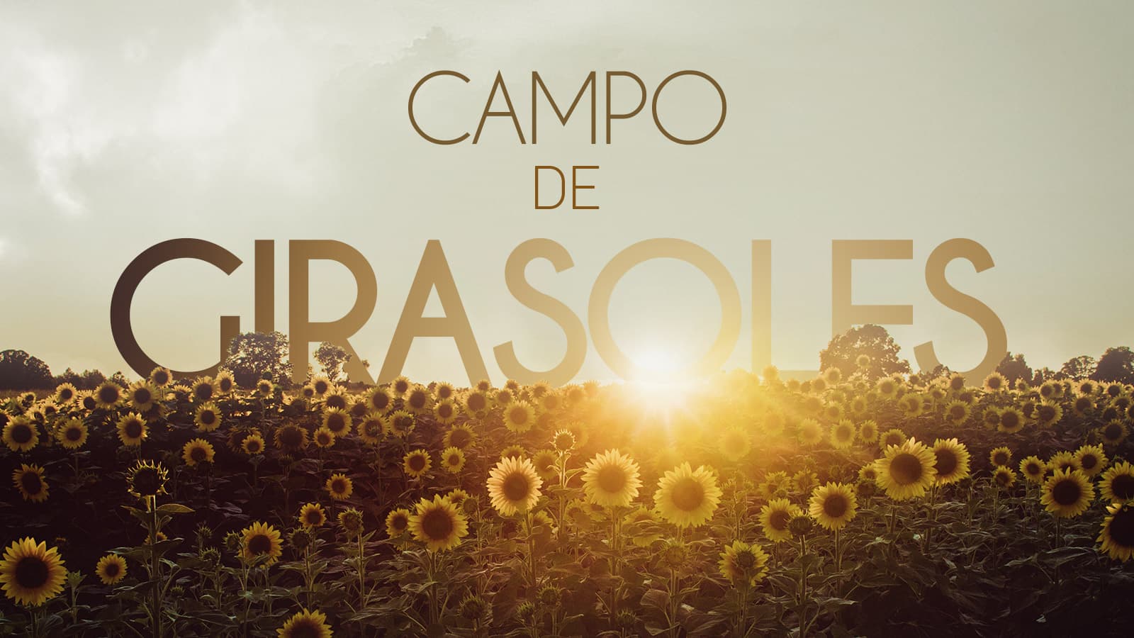 Campo de girasoles